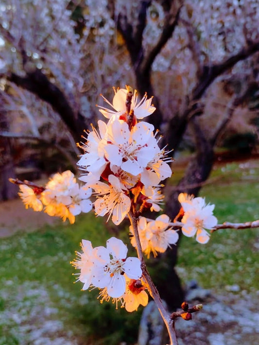 Bloom Rx
