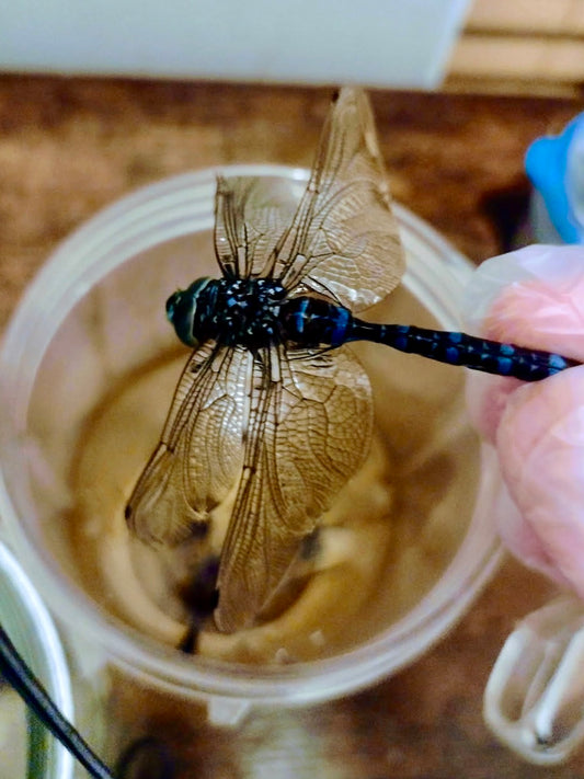 Dragonfly