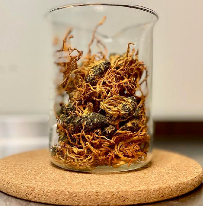 Master Mushroom Elixir